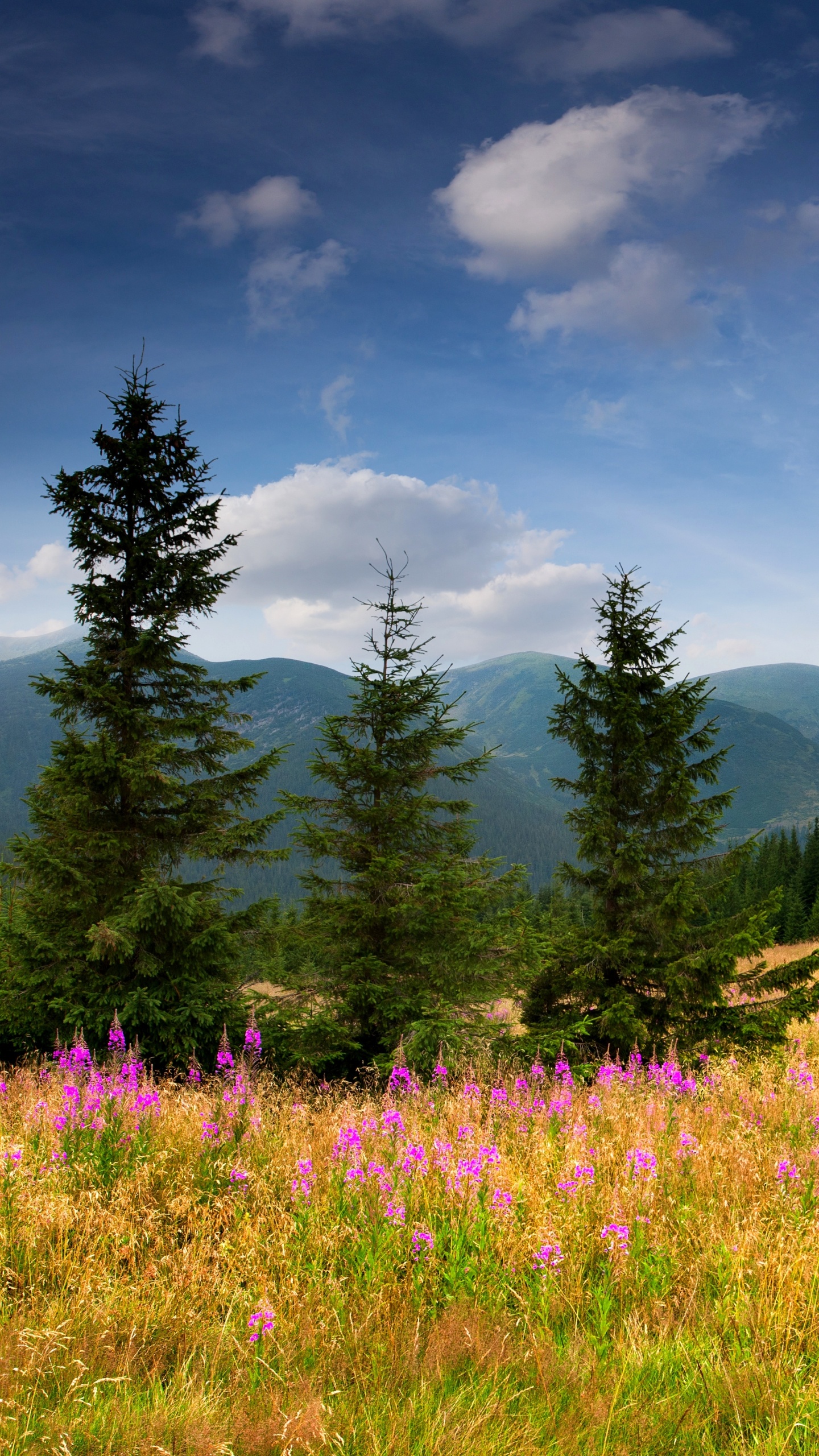 Arbres Verts Sur Terrain D'herbe Verte Sous Ciel Bleu Pendant la Journée. Wallpaper in 1440x2560 Resolution