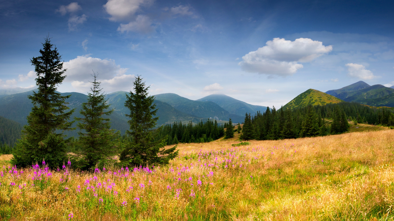 Grüne Bäume Auf Grüner Wiese Unter Blauem Himmel Tagsüber During. Wallpaper in 1280x720 Resolution