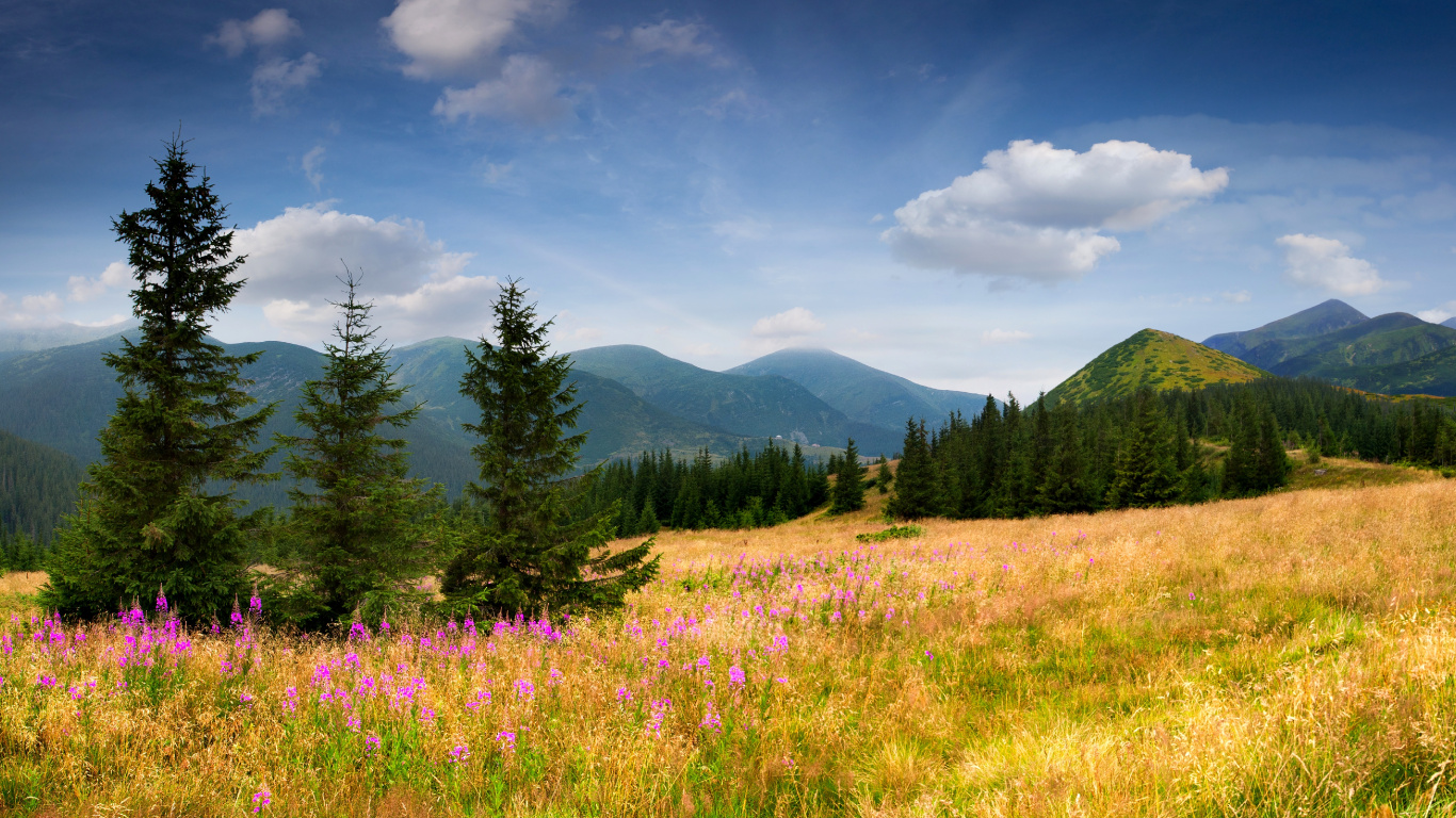 Grüne Bäume Auf Grüner Wiese Unter Blauem Himmel Tagsüber During. Wallpaper in 1366x768 Resolution