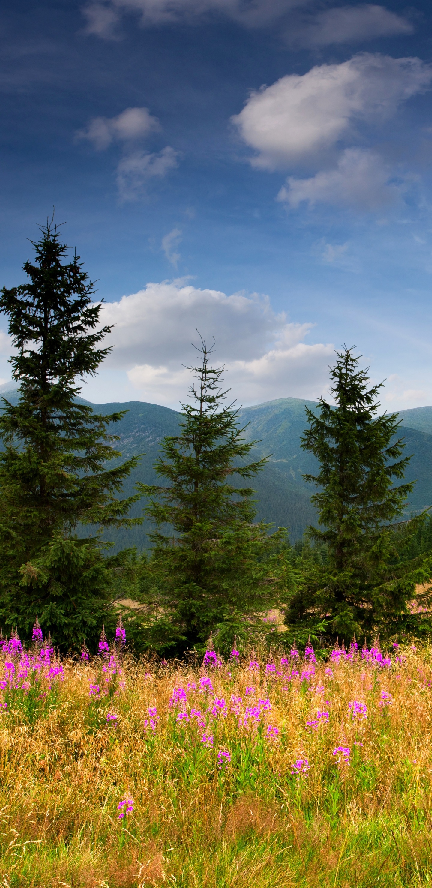 Grüne Bäume Auf Grüner Wiese Unter Blauem Himmel Tagsüber During. Wallpaper in 1440x2960 Resolution