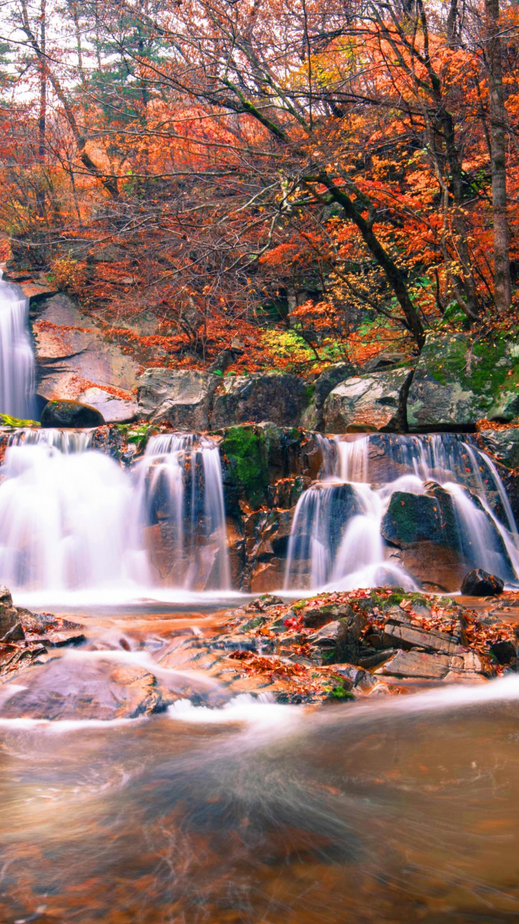 Cascades au Milieu de la Forêt. Wallpaper in 750x1334 Resolution