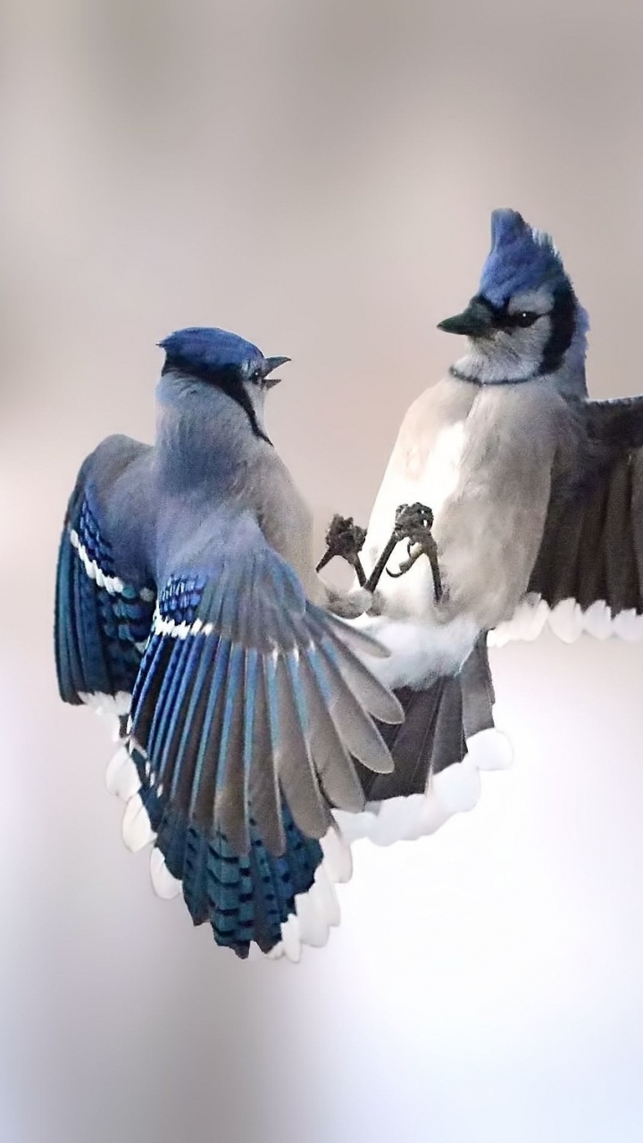 Pájaro Azul y Blanco en Vuelo. Wallpaper in 720x1280 Resolution