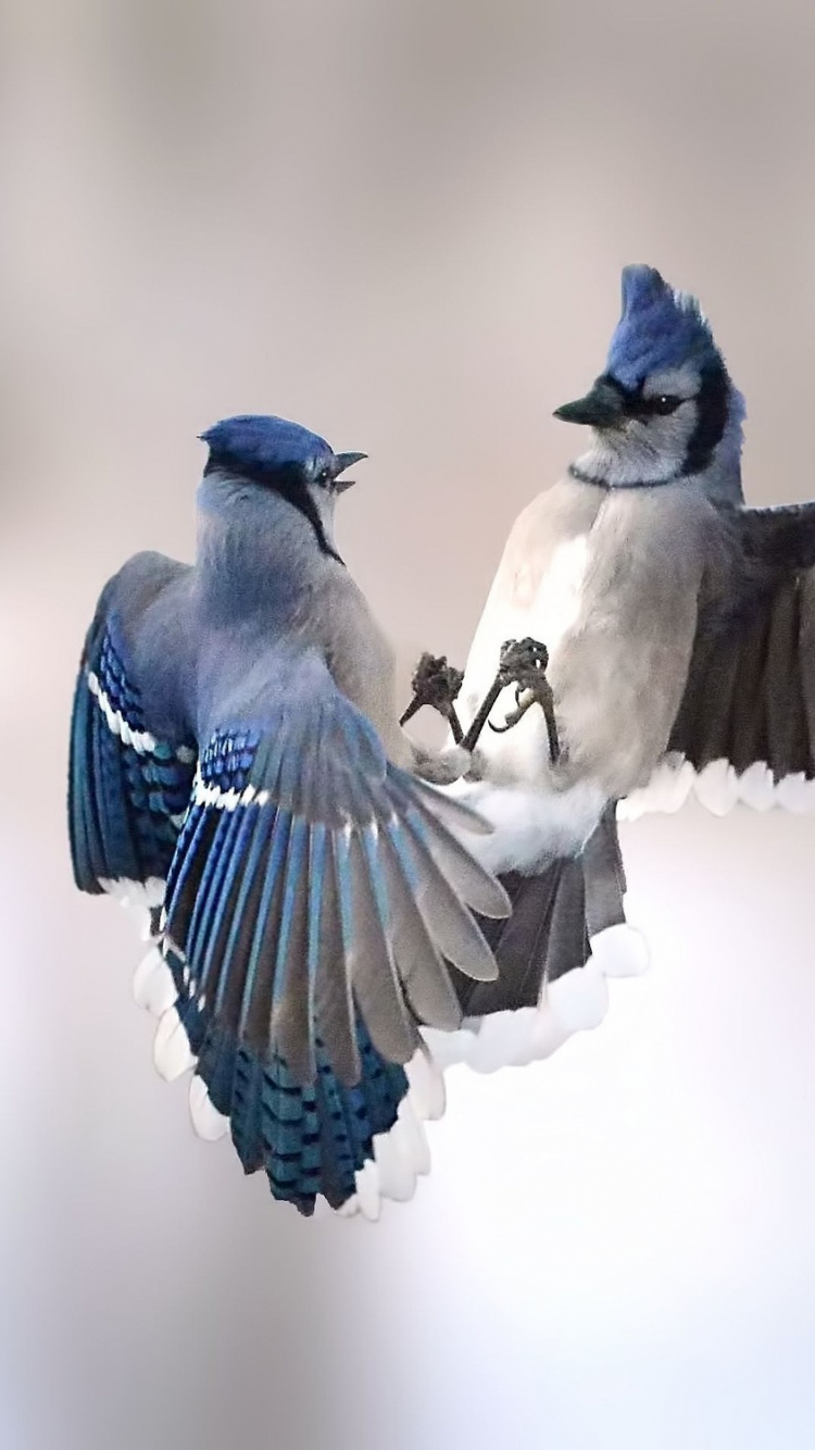 Oiseau Bleu et Blanc en Vol. Wallpaper in 750x1334 Resolution