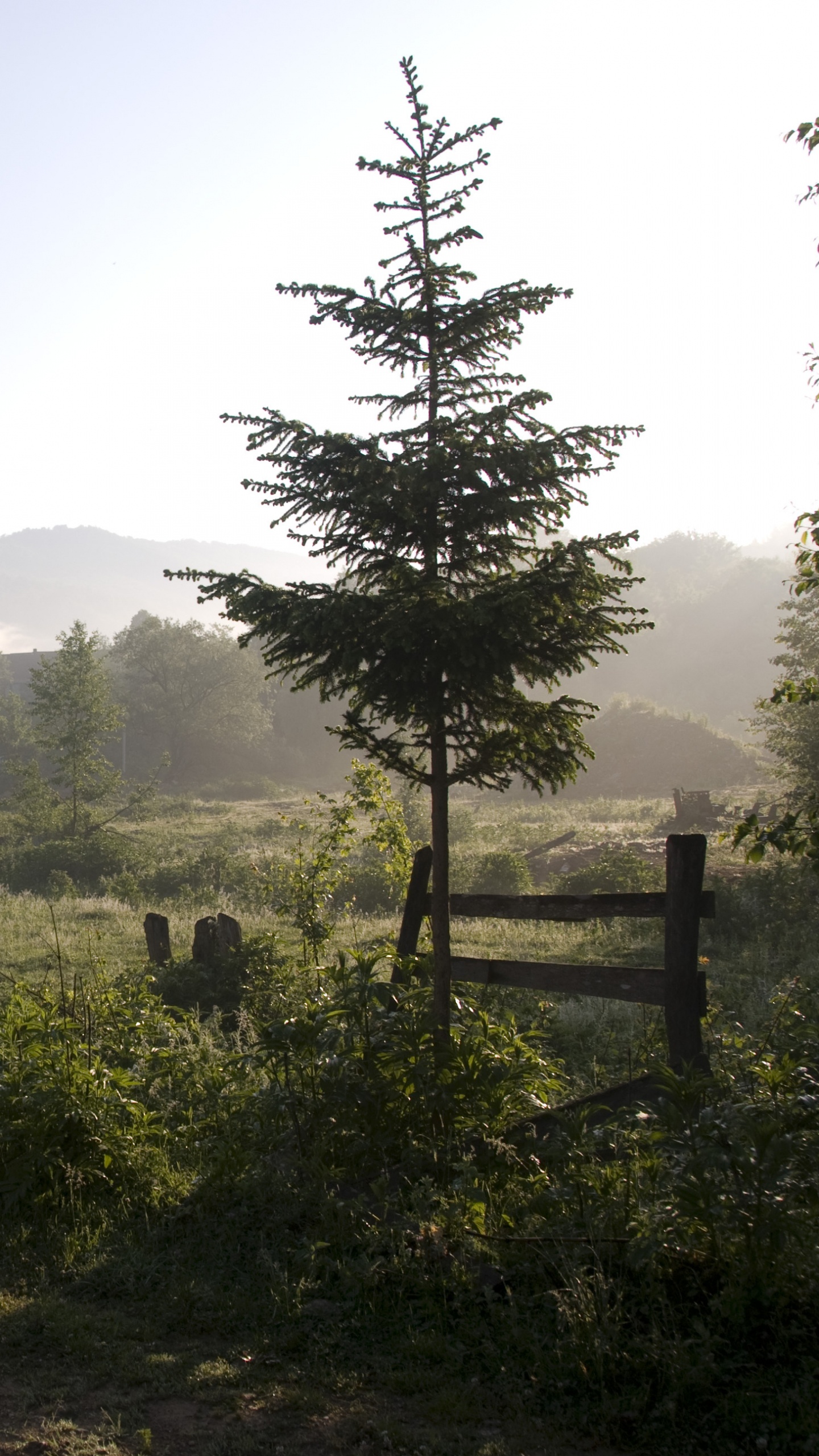 Green Tree on Green Grass Field During Daytime. Wallpaper in 1440x2560 Resolution