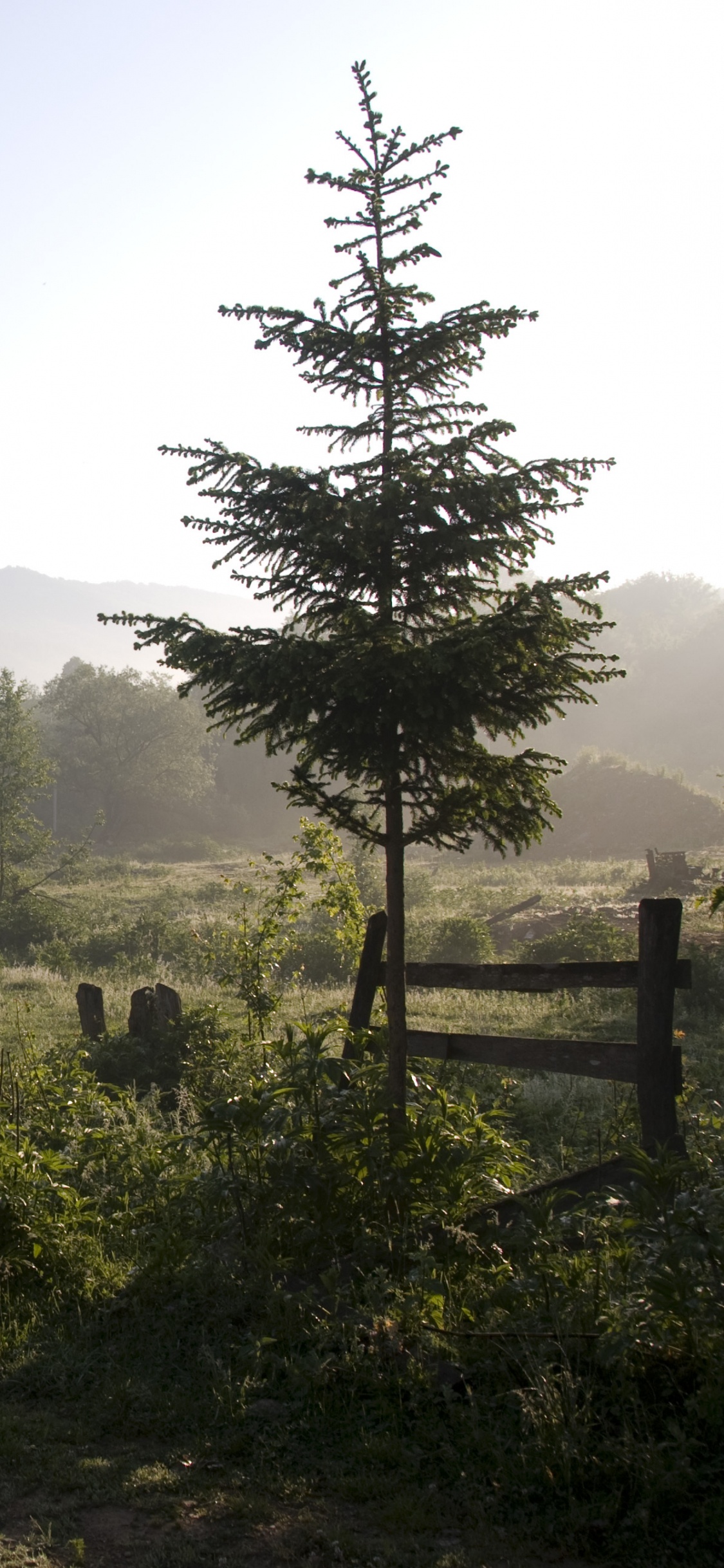 Árbol Verde en el Campo de Hierba Verde Durante el Día. Wallpaper in 1125x2436 Resolution