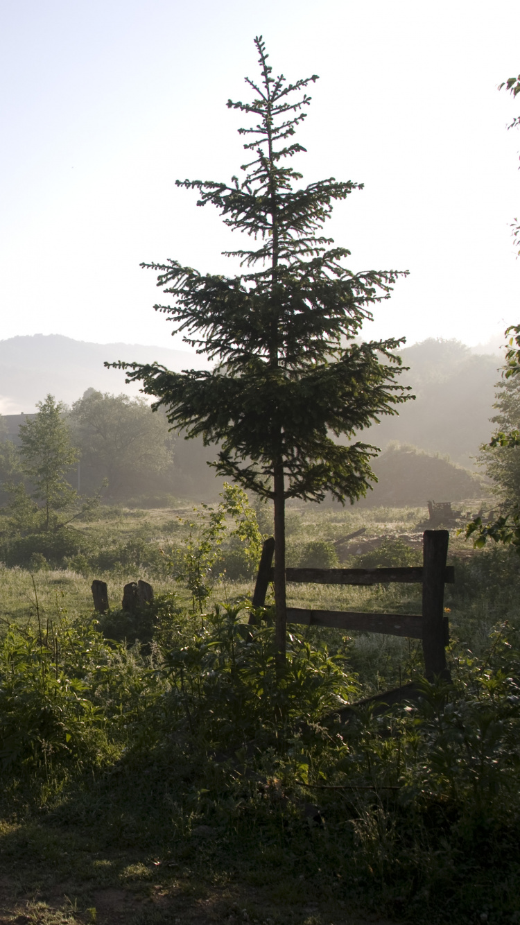 Árbol Verde en el Campo de Hierba Verde Durante el Día. Wallpaper in 750x1334 Resolution