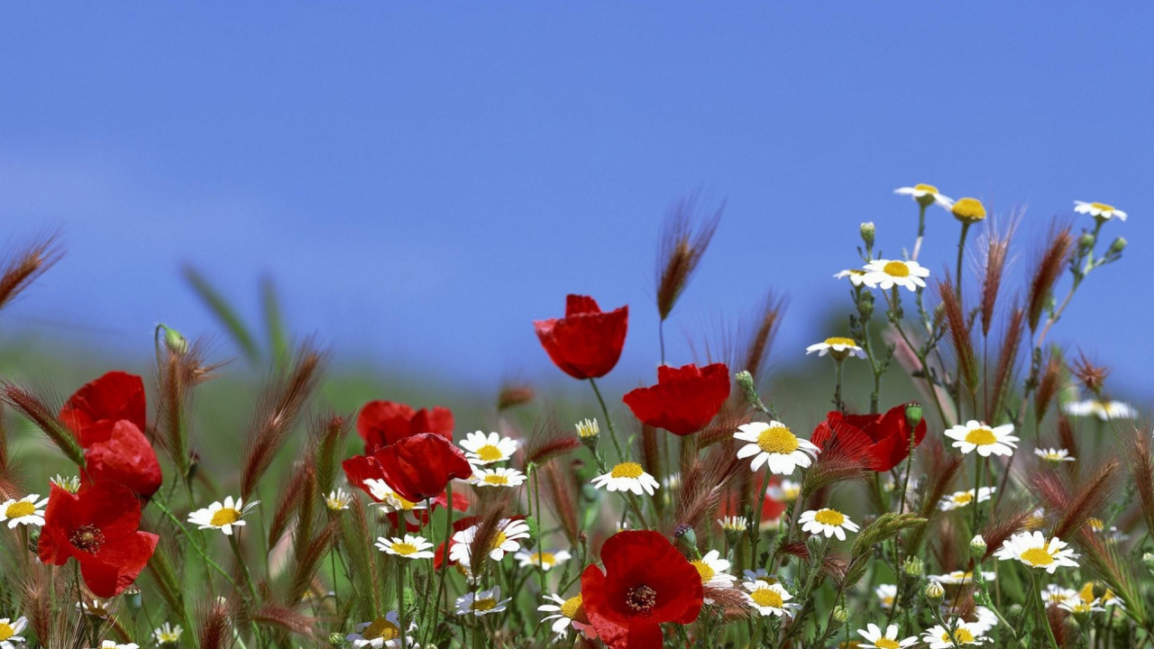 Fleurs Rouges et Blanches Sous Ciel Bleu Pendant la Journée. Wallpaper in 1280x720 Resolution