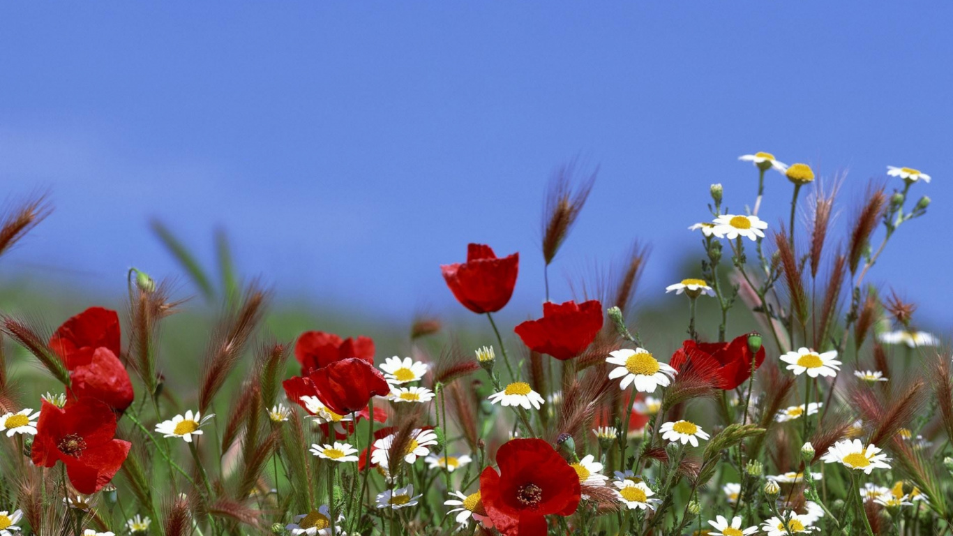 Fleurs Rouges et Blanches Sous Ciel Bleu Pendant la Journée. Wallpaper in 1366x768 Resolution