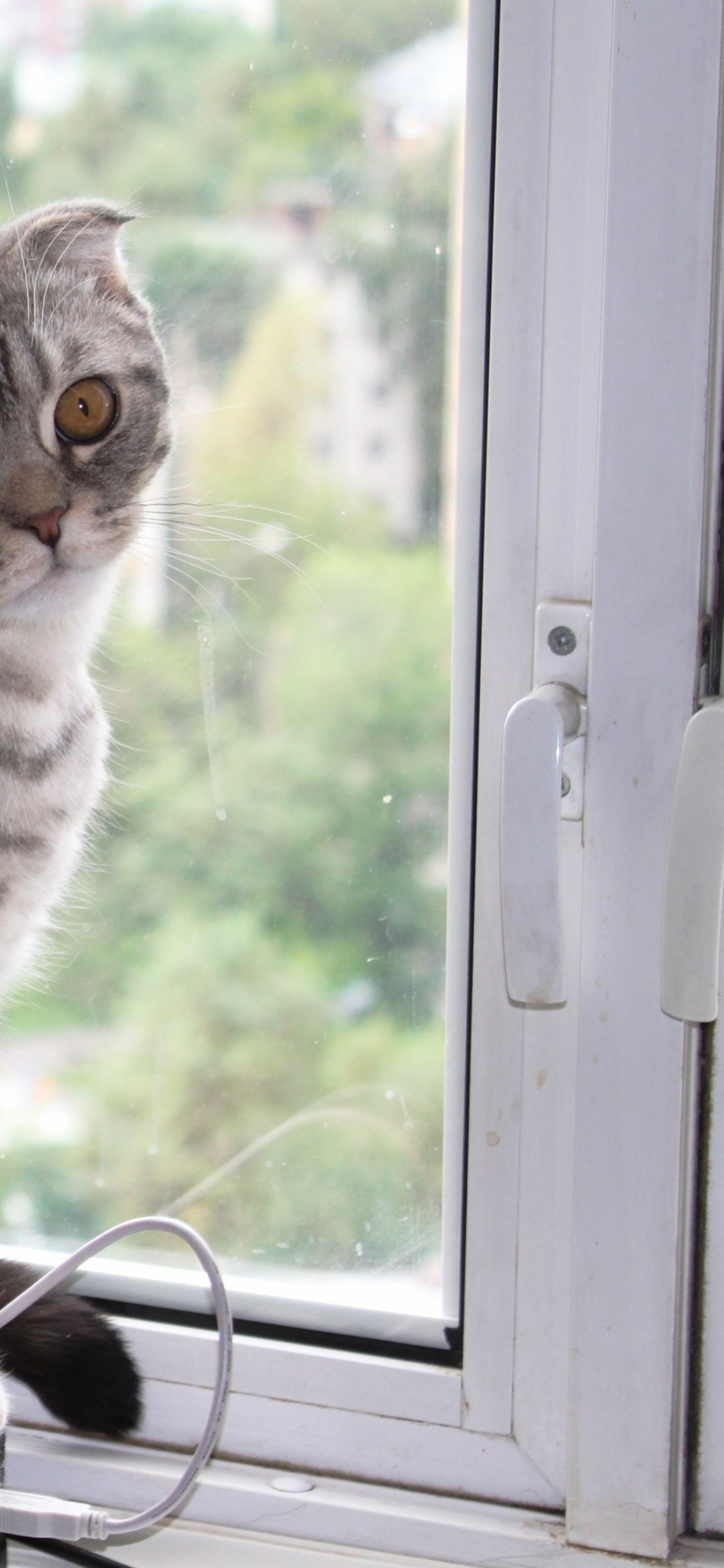 Brown Tabby Cat Looking Out The Window. Wallpaper in 1125x2436 Resolution