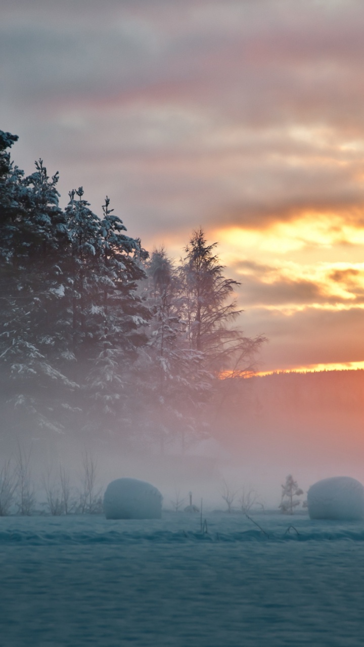 Arbres et Champ Couvert D'herbe Pendant le Coucher du Soleil. Wallpaper in 720x1280 Resolution