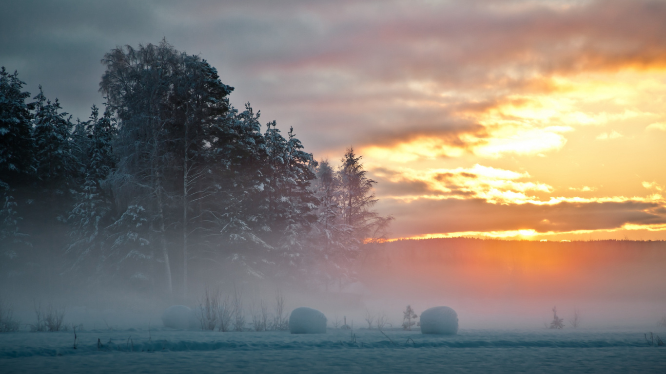 Bäume Und Grasbedecktes Feld Bei Sonnenuntergang. Wallpaper in 1366x768 Resolution