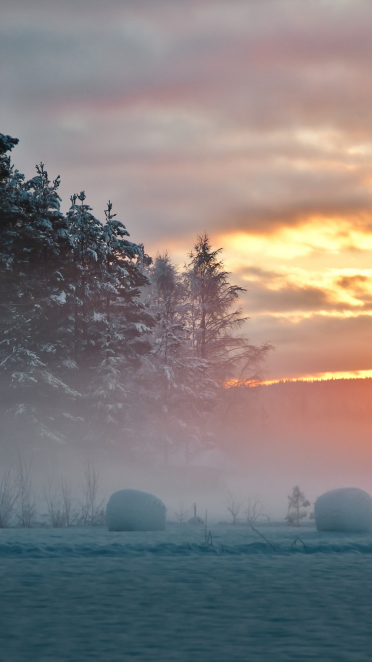 Bäume Und Grasbedecktes Feld Bei Sonnenuntergang. Wallpaper in 750x1334 Resolution