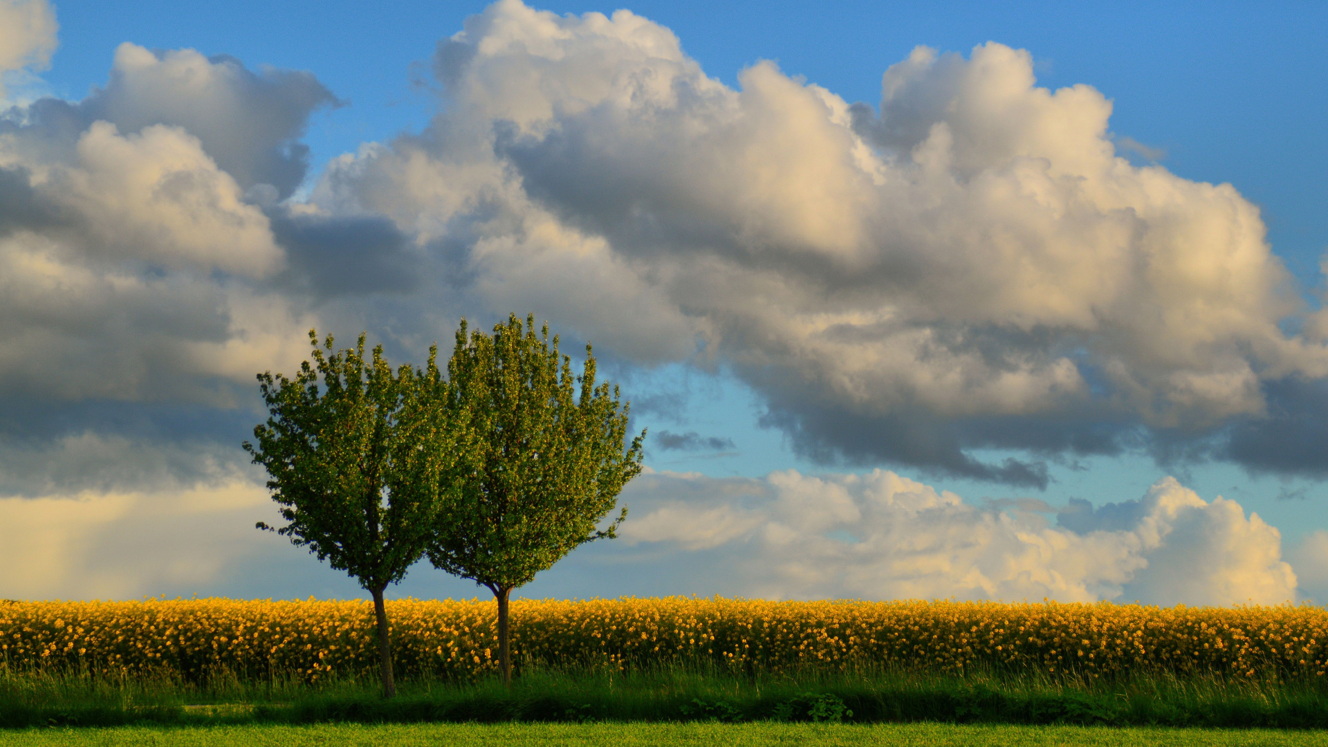 Arbre Vert Sur Terrain D'herbe Verte Sous Des Nuages Blancs et Ciel Bleu Pendant la Journée. Wallpaper in 1920x1080 Resolution