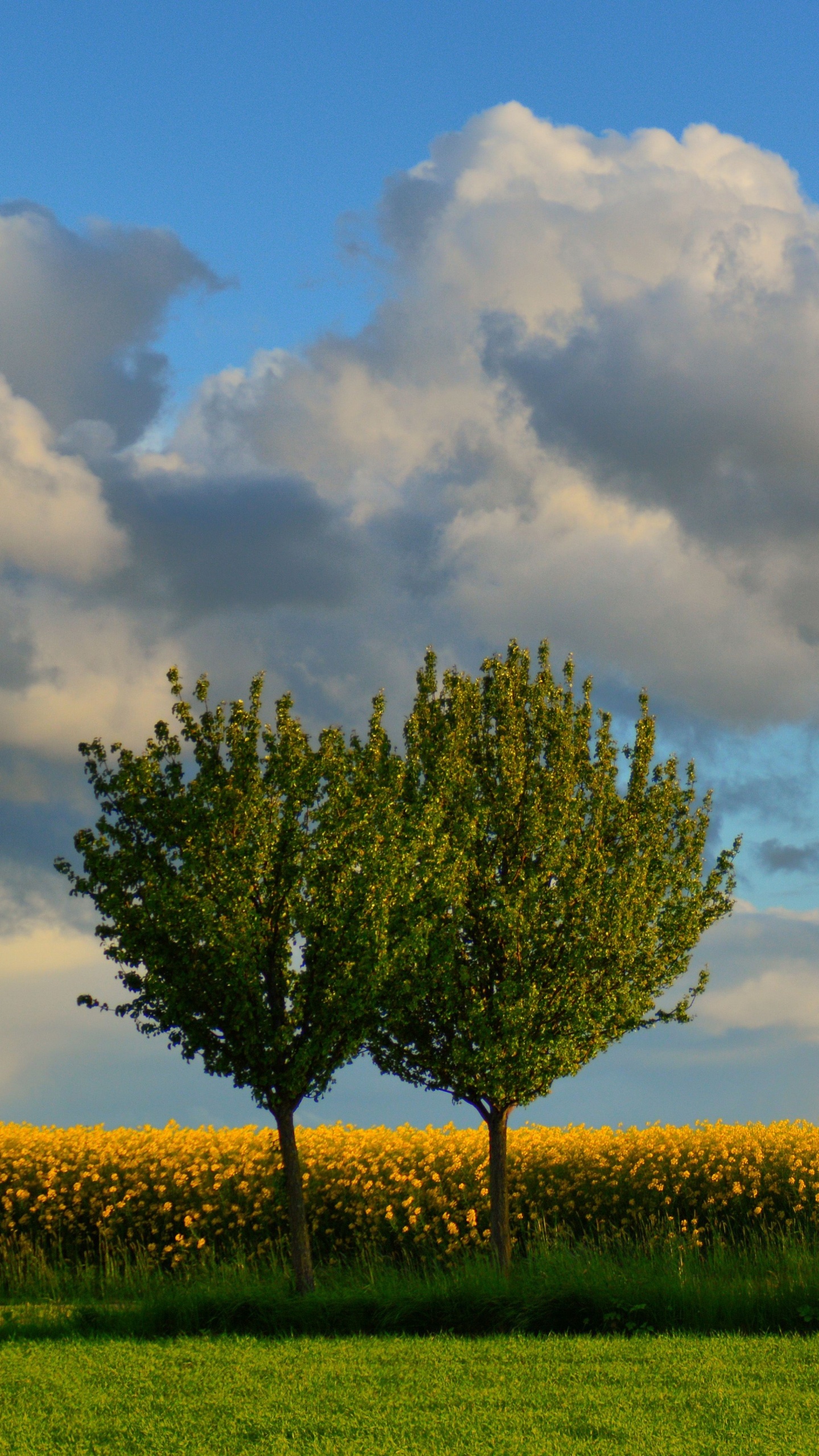 Grüner Baum Auf Grüner Wiese Unter Weißen Wolken Und Blauem Himmel Tagsüber. Wallpaper in 1440x2560 Resolution