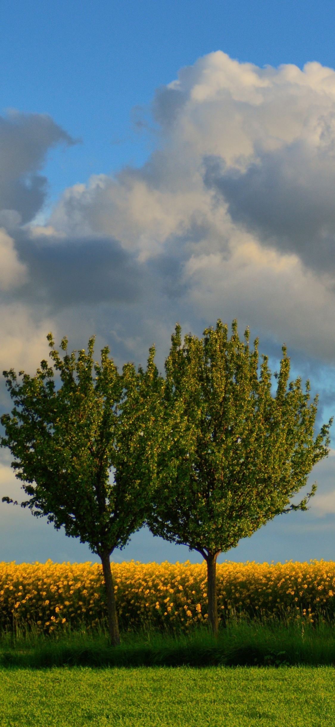 Árbol Verde en el Campo de Hierba Verde Bajo Las Nubes Blancas y el Cielo Azul Durante el Día. Wallpaper in 1125x2436 Resolution