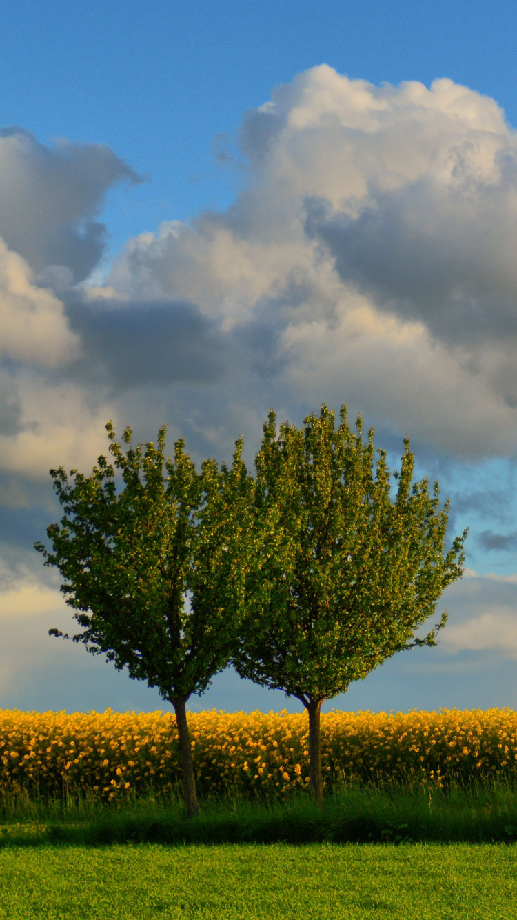 Árbol Verde en el Campo de Hierba Verde Bajo Las Nubes Blancas y el Cielo Azul Durante el Día. Wallpaper in 750x1334 Resolution