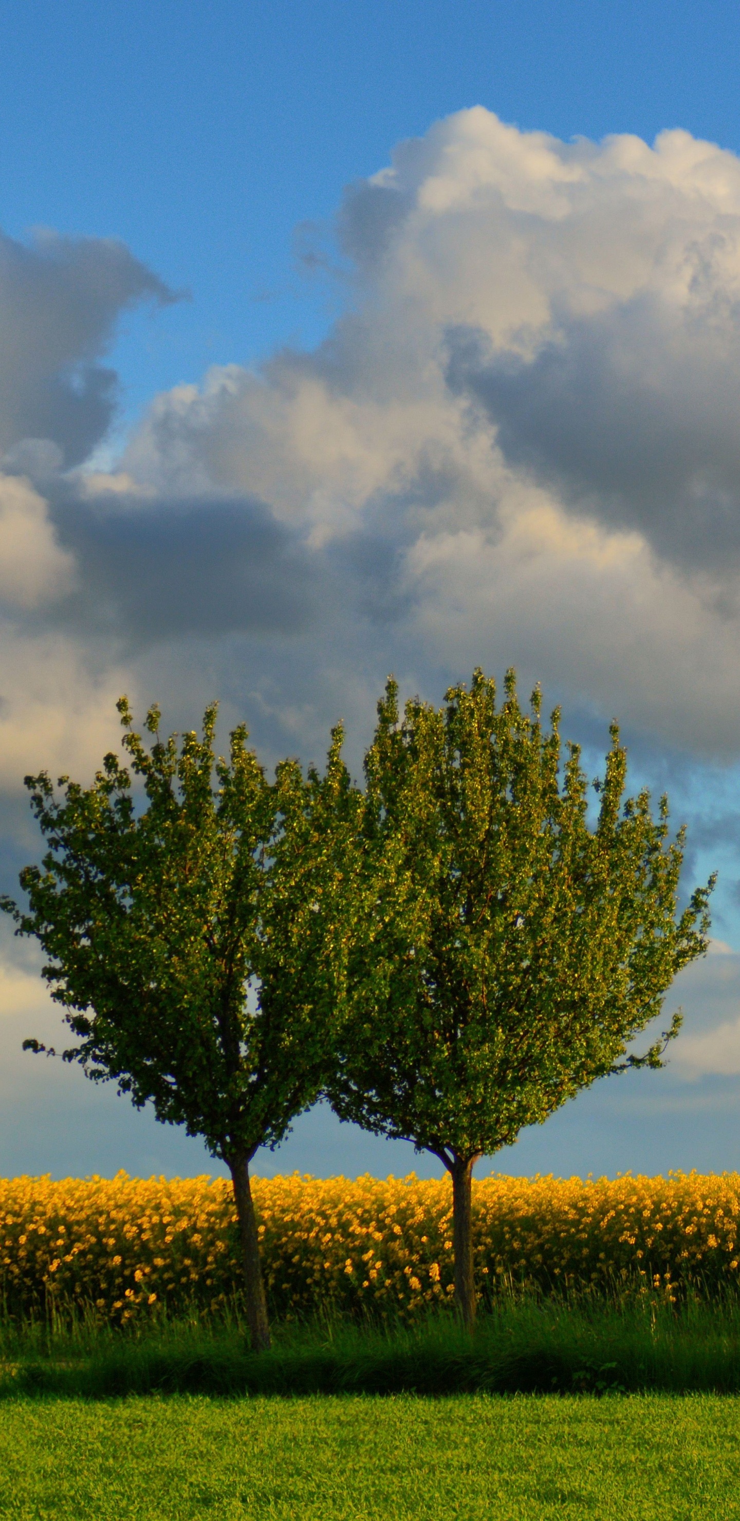 Green Tree on Green Grass Field Under White Clouds and Blue Sky During Daytime. Wallpaper in 1440x2960 Resolution