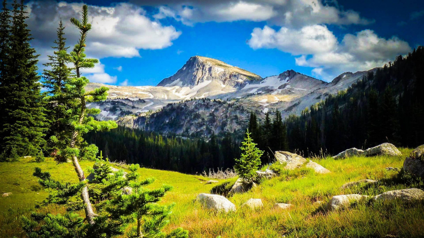 Green Pine Trees Near Snow Covered Mountain Under Blue Sky During Daytime. Wallpaper in 1366x768 Resolution