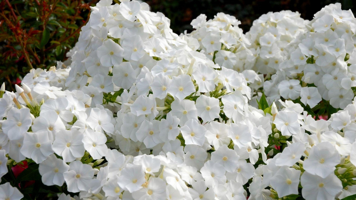 White Flowers With Green Leaves. Wallpaper in 1366x768 Resolution