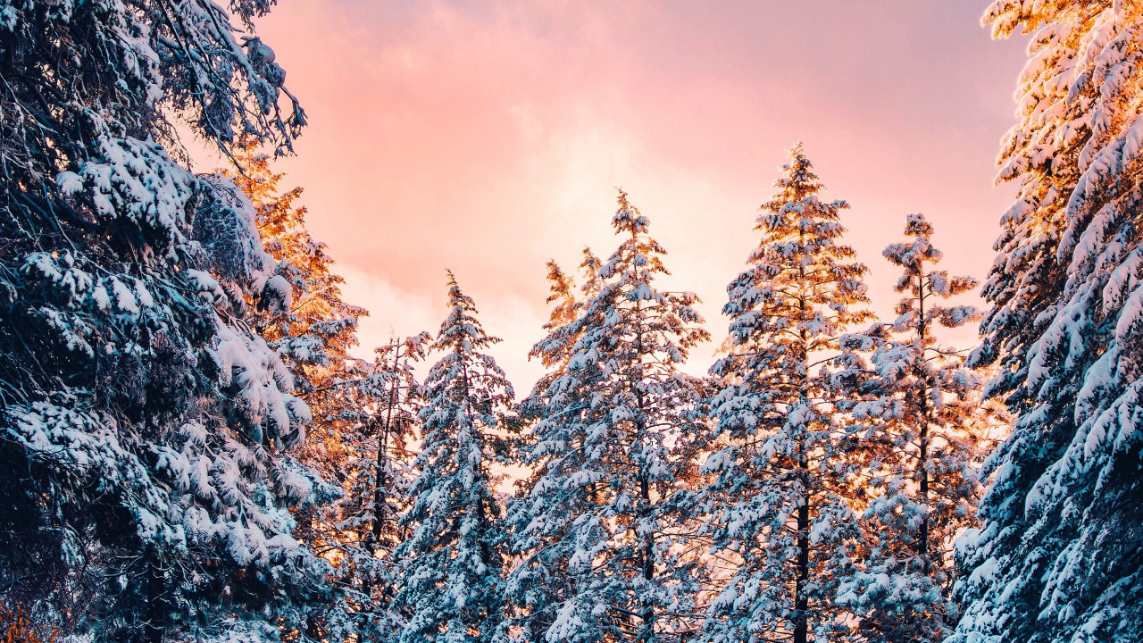 Wilderness, Pine, Sky, Mount Scenery, Freezing. Wallpaper in 1280x720 Resolution