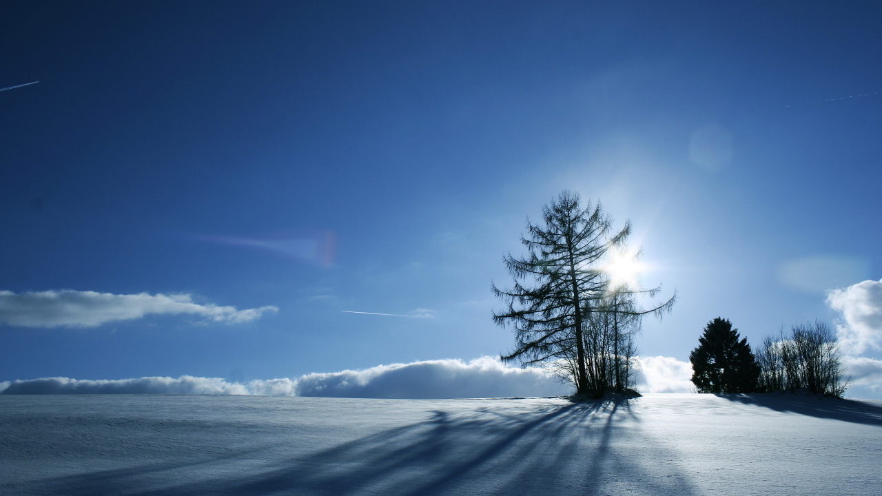 Green Tree on Snow Covered Ground Under Blue Sky During Daytime. Wallpaper in 1280x720 Resolution