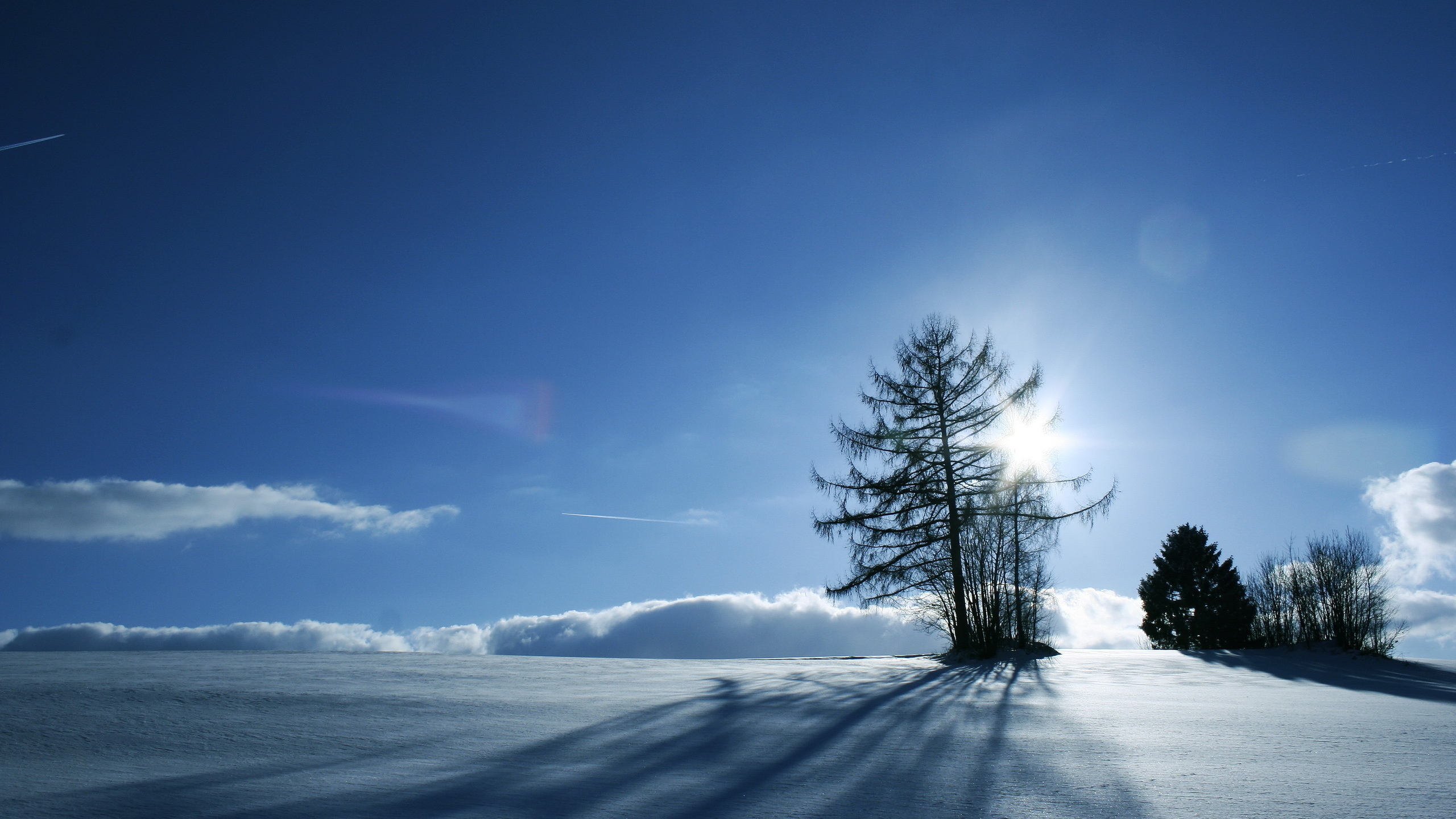 Green Tree on Snow Covered Ground Under Blue Sky During Daytime. Wallpaper in 2560x1440 Resolution