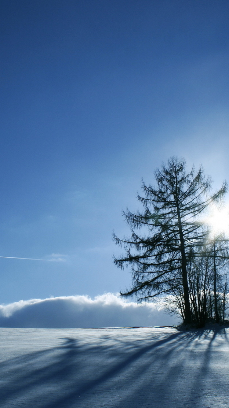 Arbre Vert Sur Sol Couvert de Neige Sous Ciel Bleu Pendant la Journée. Wallpaper in 750x1334 Resolution