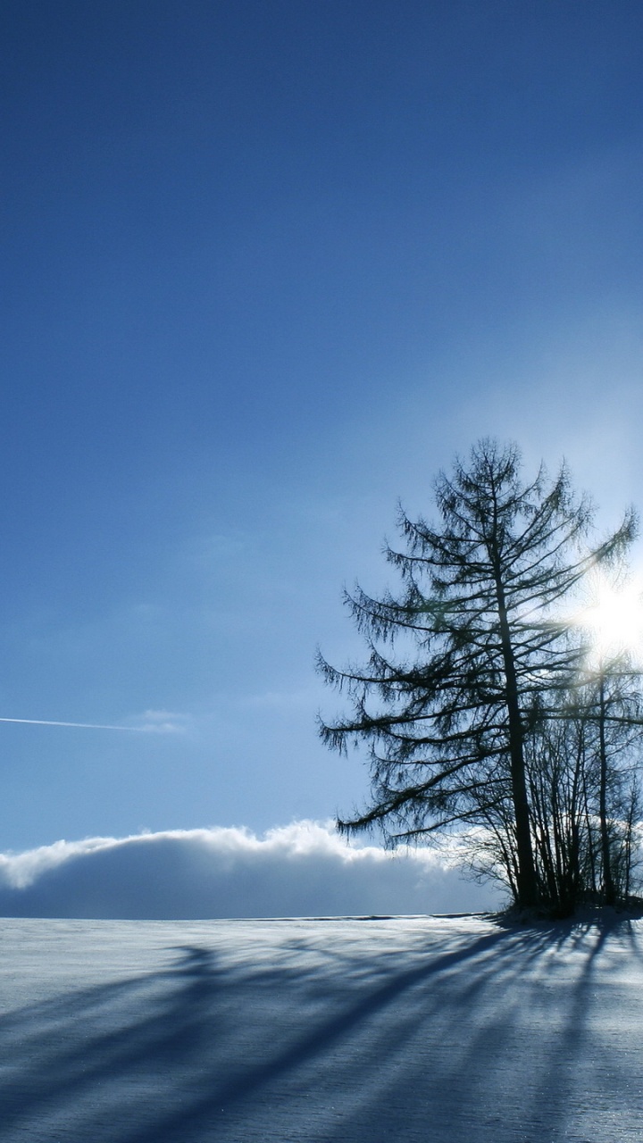 Grüner Baum Auf Schneebedecktem Boden Unter Blauem Himmel Tagsüber. Wallpaper in 720x1280 Resolution