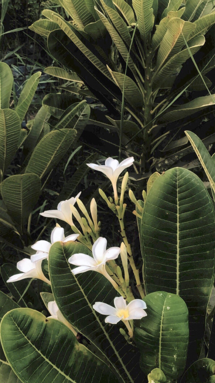 菌群, 科学, 生物学, 陆地上的植物, 植被 壁纸 720x1280 允许