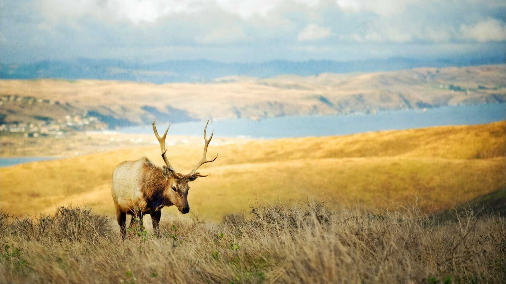 Brown Deer on Brown Grass Field During Daytime. Wallpaper in 1920x1080 Resolution