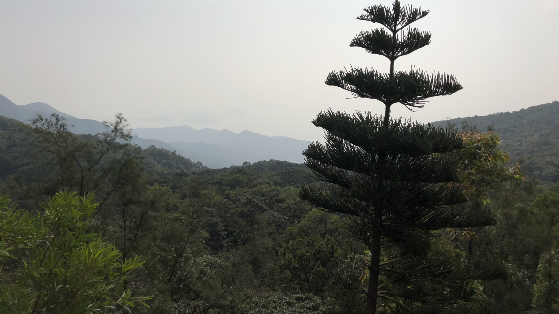Végétation, Plante de la Communauté, Forêt, L'écorégion, Colline. Wallpaper in 1920x1080 Resolution