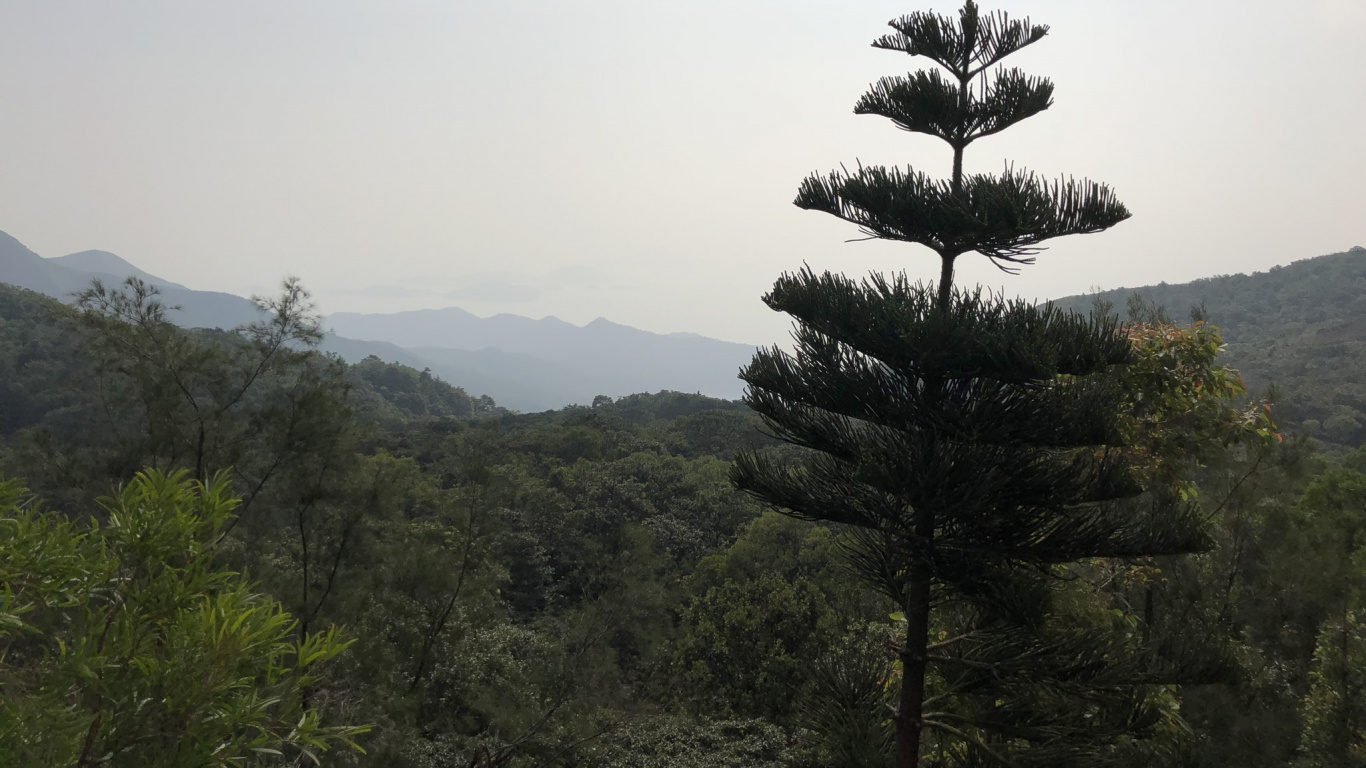 植被, 植物群, 森林, 生态区, 荒野 壁纸 1366x768 允许