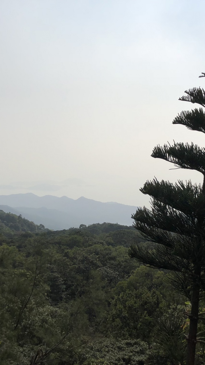 植被, 植物群, 森林, 生态区, 荒野 壁纸 720x1280 允许