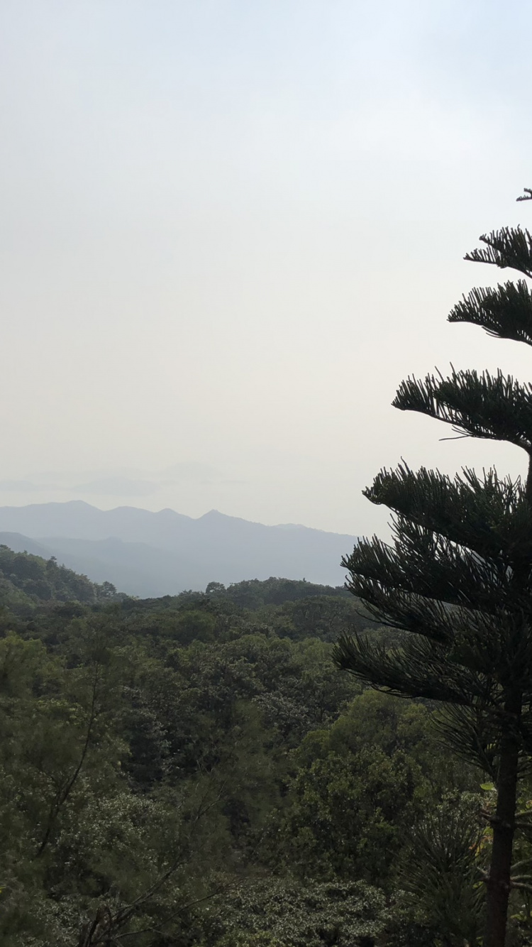 植被, 植物群, 森林, 生态区, 荒野 壁纸 750x1334 允许