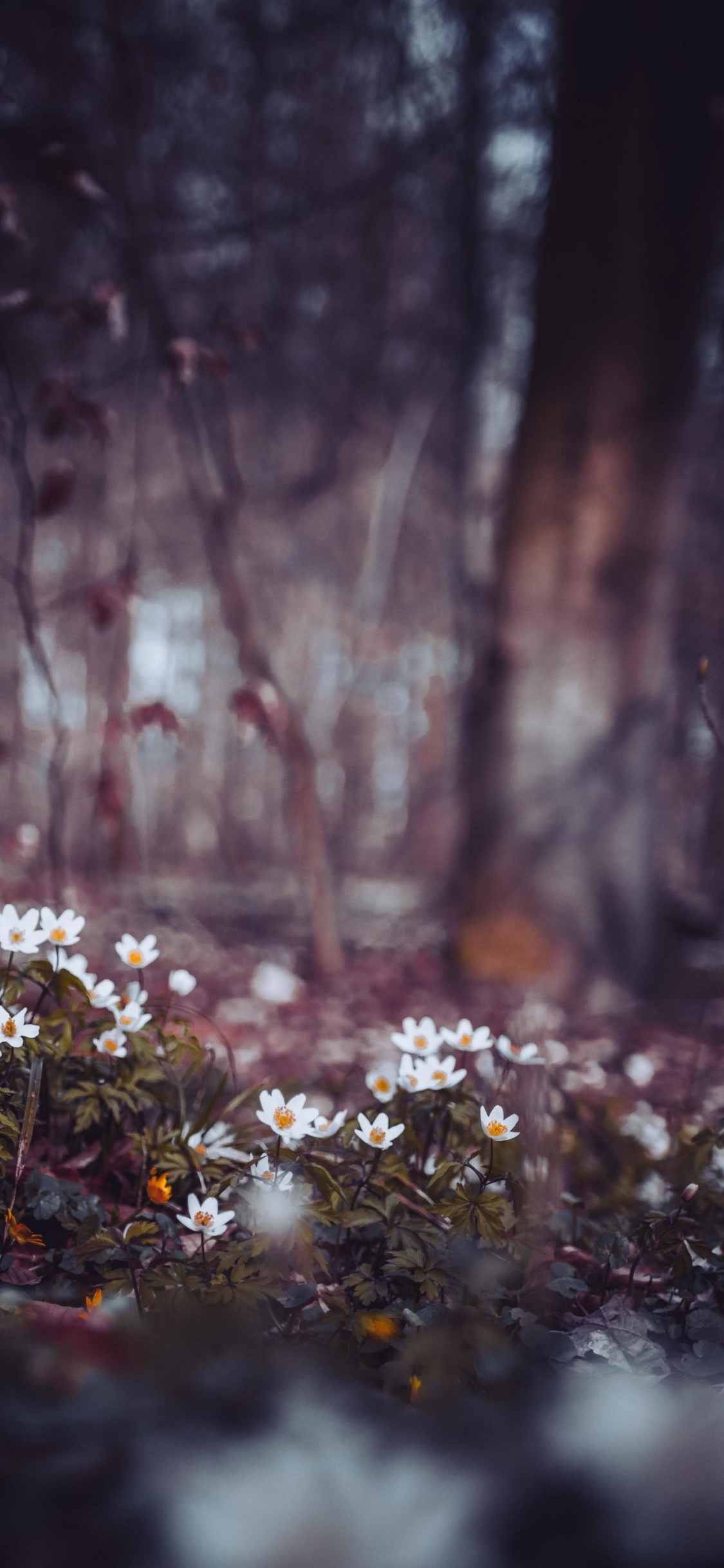 But The Plan and Allah Plans, Plant, Natural Landscape, Twig, Wood. Wallpaper in 1125x2436 Resolution