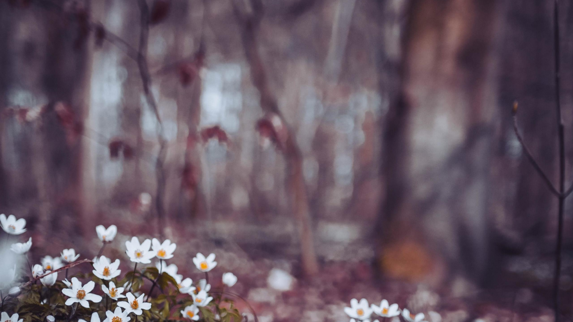 But The Plan and Allah Plans, Plant, Natural Landscape, Twig, Wood. Wallpaper in 1920x1080 Resolution