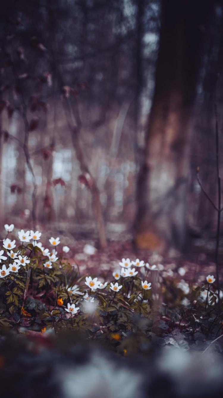 But The Plan and Allah Plans, Plant, Natural Landscape, Twig, Wood. Wallpaper in 750x1334 Resolution