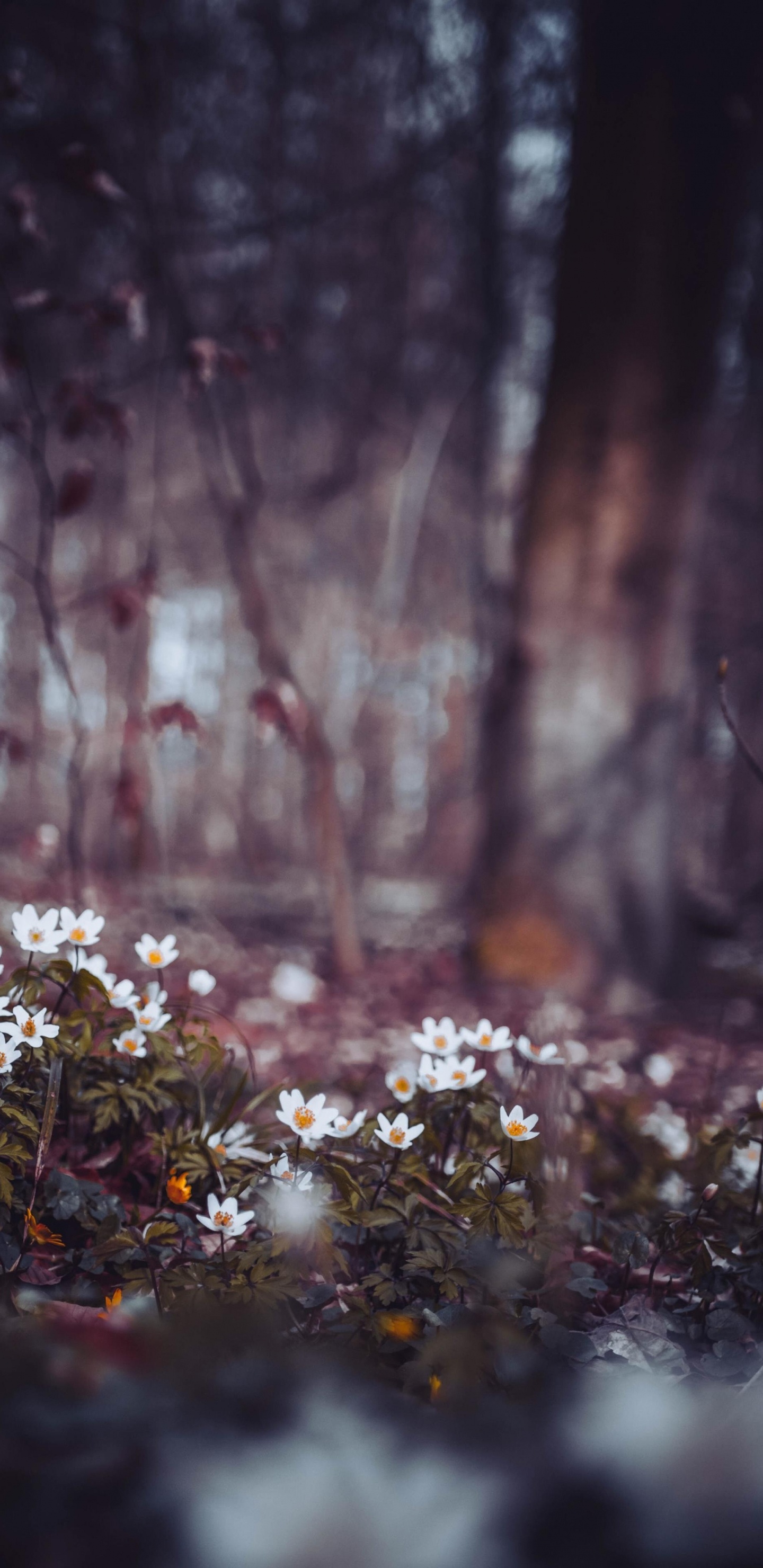 自然景观, 树枝, 木, 陆地上的植物, 冻结 壁纸 1440x2960 允许