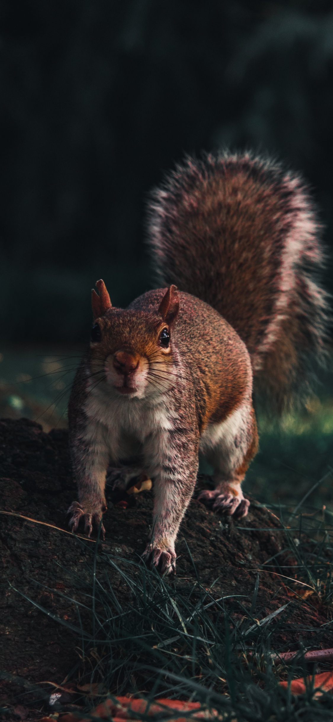 Brown Squirrel on Green Grass During Daytime. Wallpaper in 1125x2436 Resolution