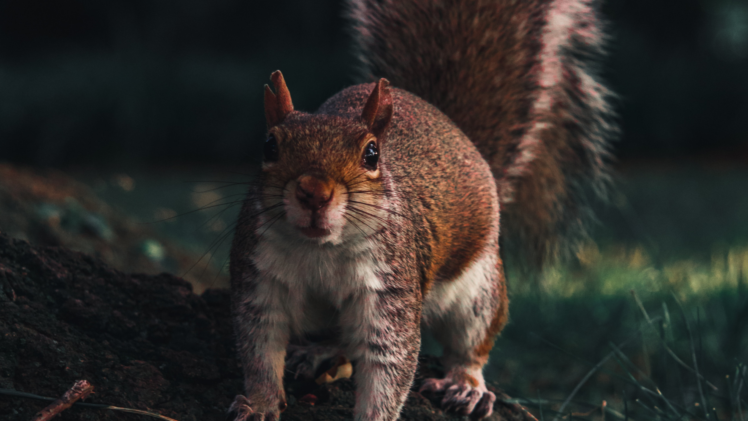 Brown Squirrel on Green Grass During Daytime. Wallpaper in 2560x1440 Resolution