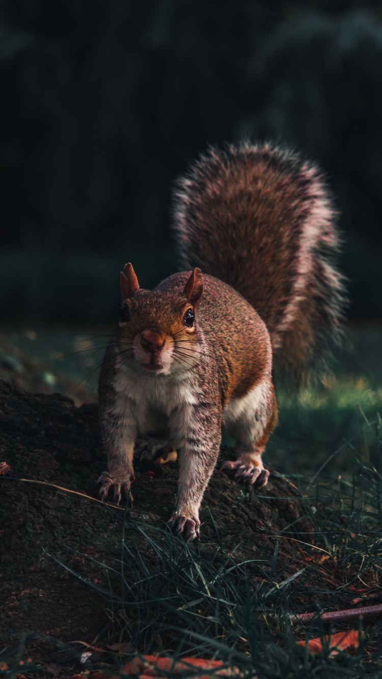 Brown Squirrel on Green Grass During Daytime. Wallpaper in 750x1334 Resolution
