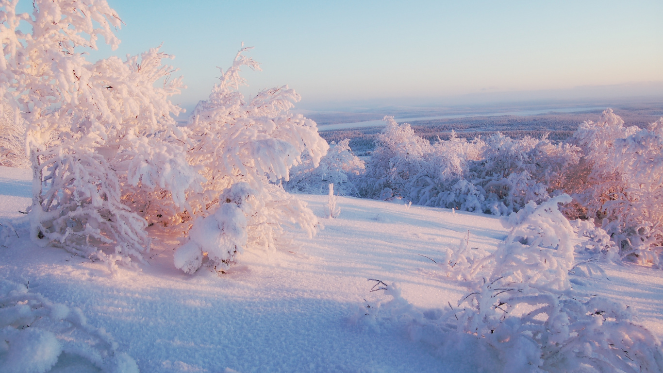 Snow Covered Trees During Daytime. Wallpaper in 1366x768 Resolution