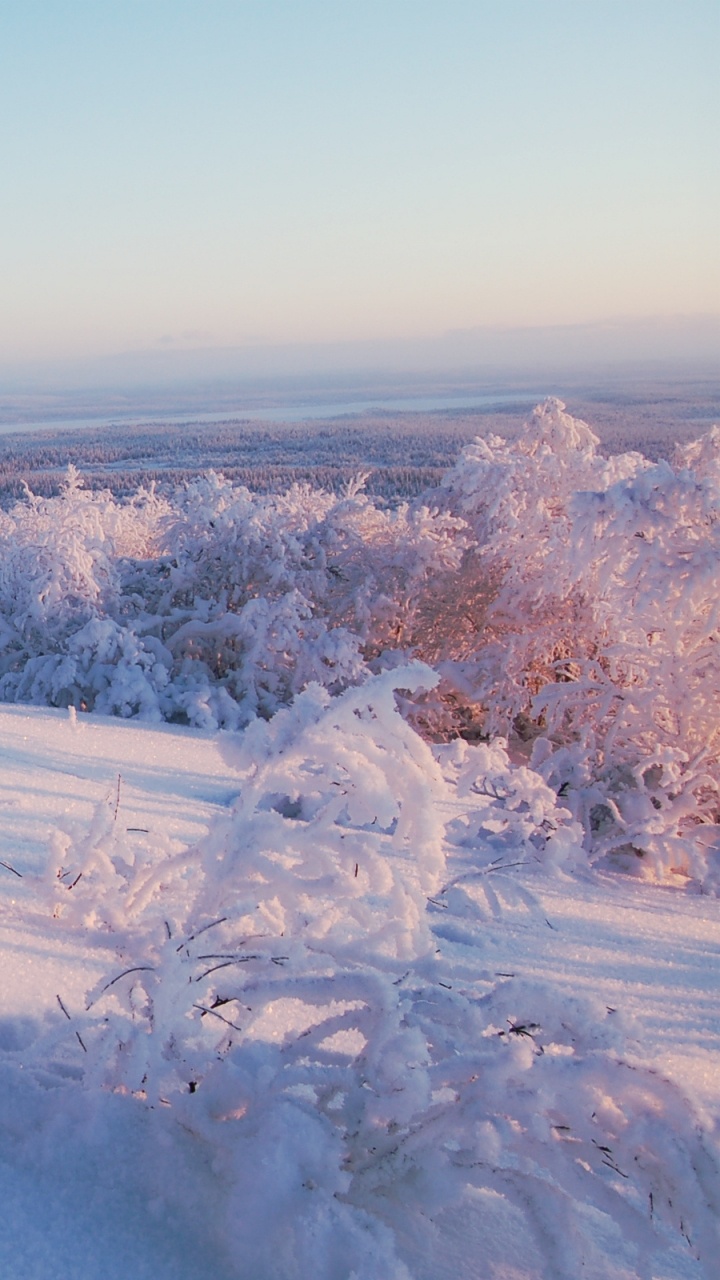 Snow Covered Trees During Daytime. Wallpaper in 720x1280 Resolution