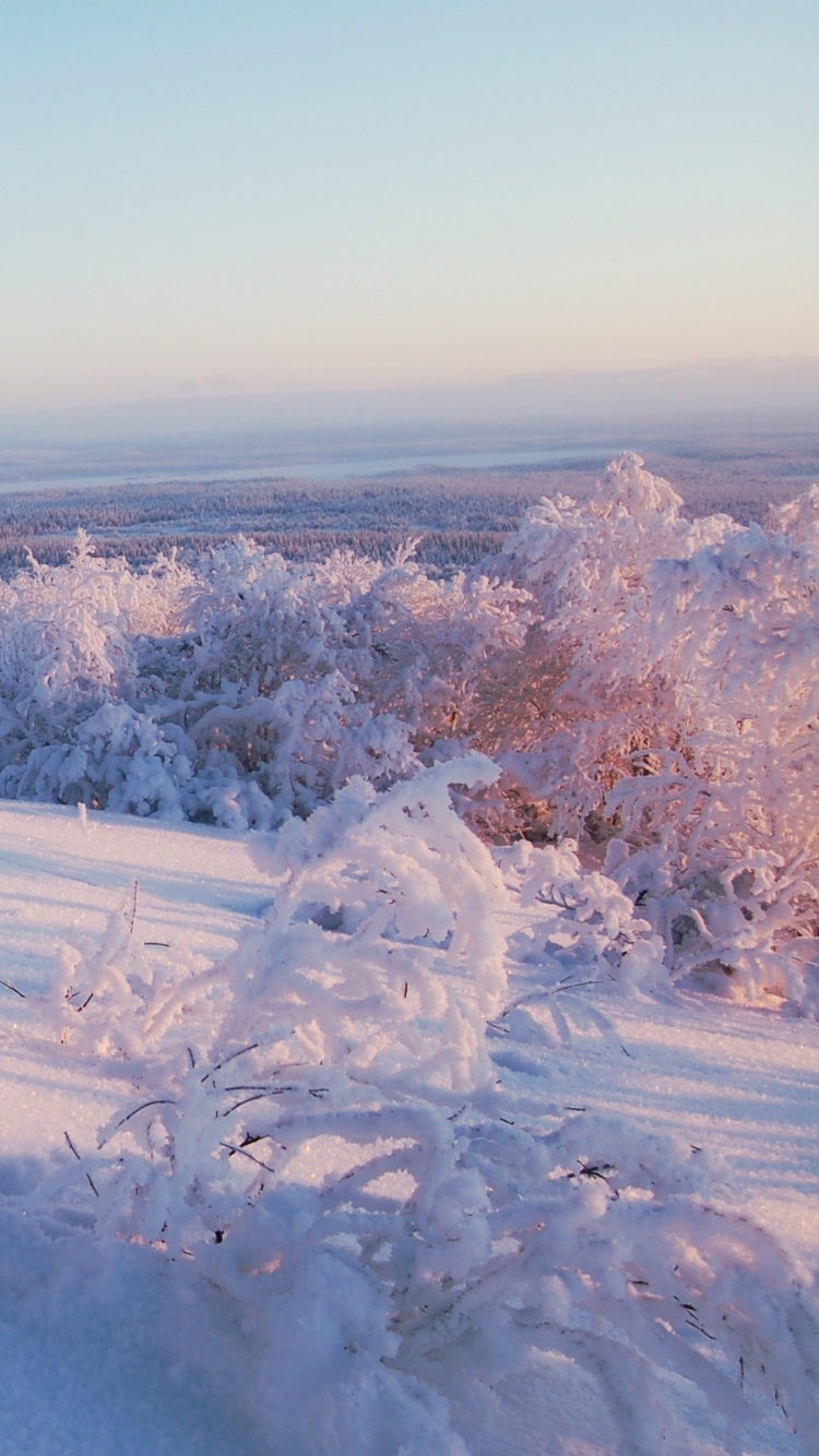Snow Covered Trees During Daytime. Wallpaper in 750x1334 Resolution