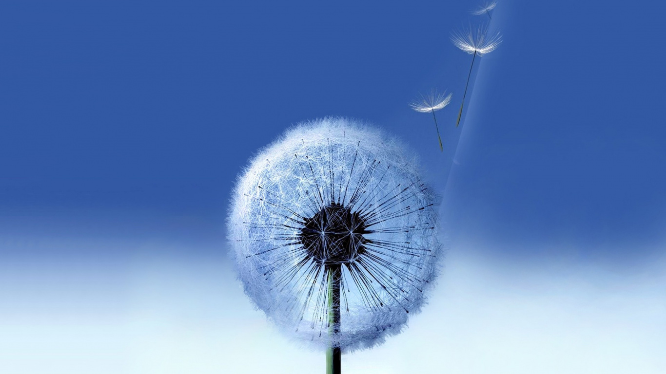 White Dandelion Flower Under Blue Sky During Night Time. Wallpaper in 1366x768 Resolution