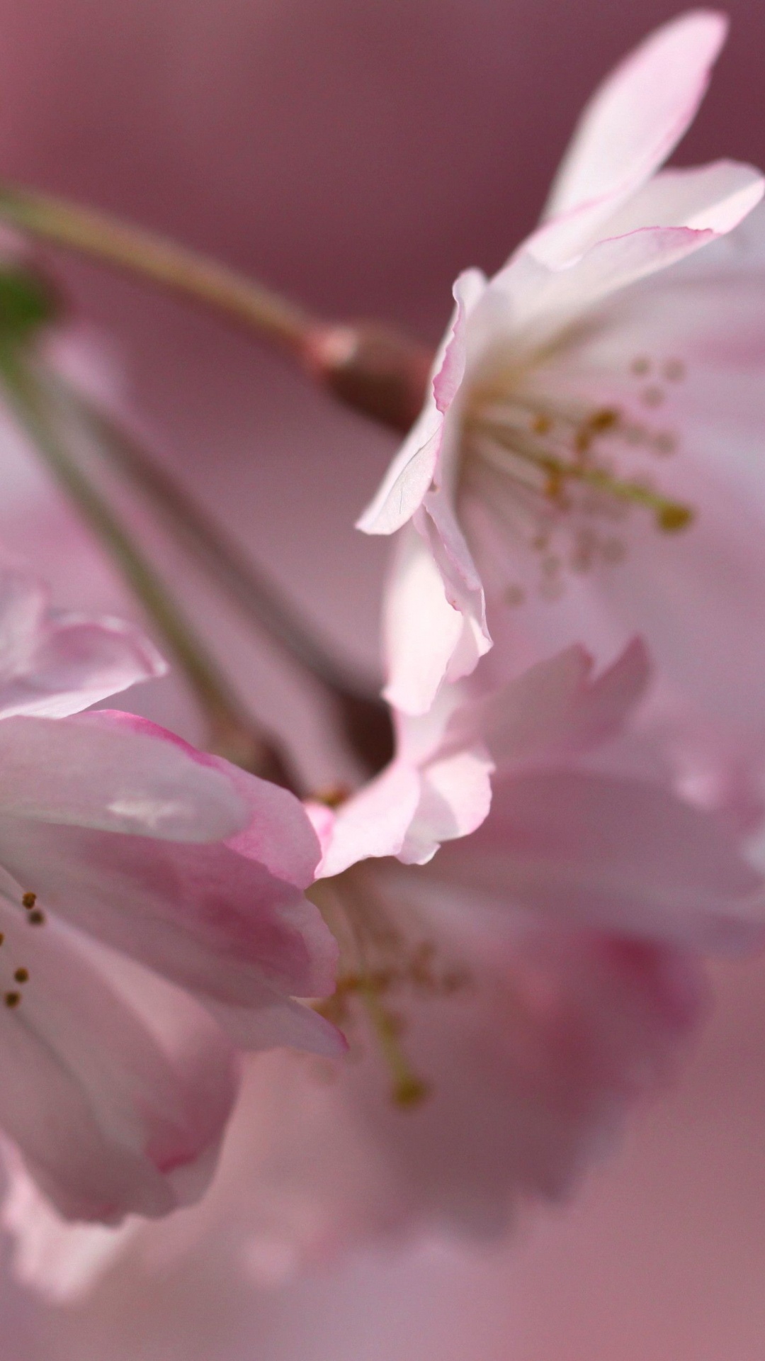 Flor de Cerezo Blanca y Rosa en Fotografía de Cerca. Wallpaper in 1080x1920 Resolution