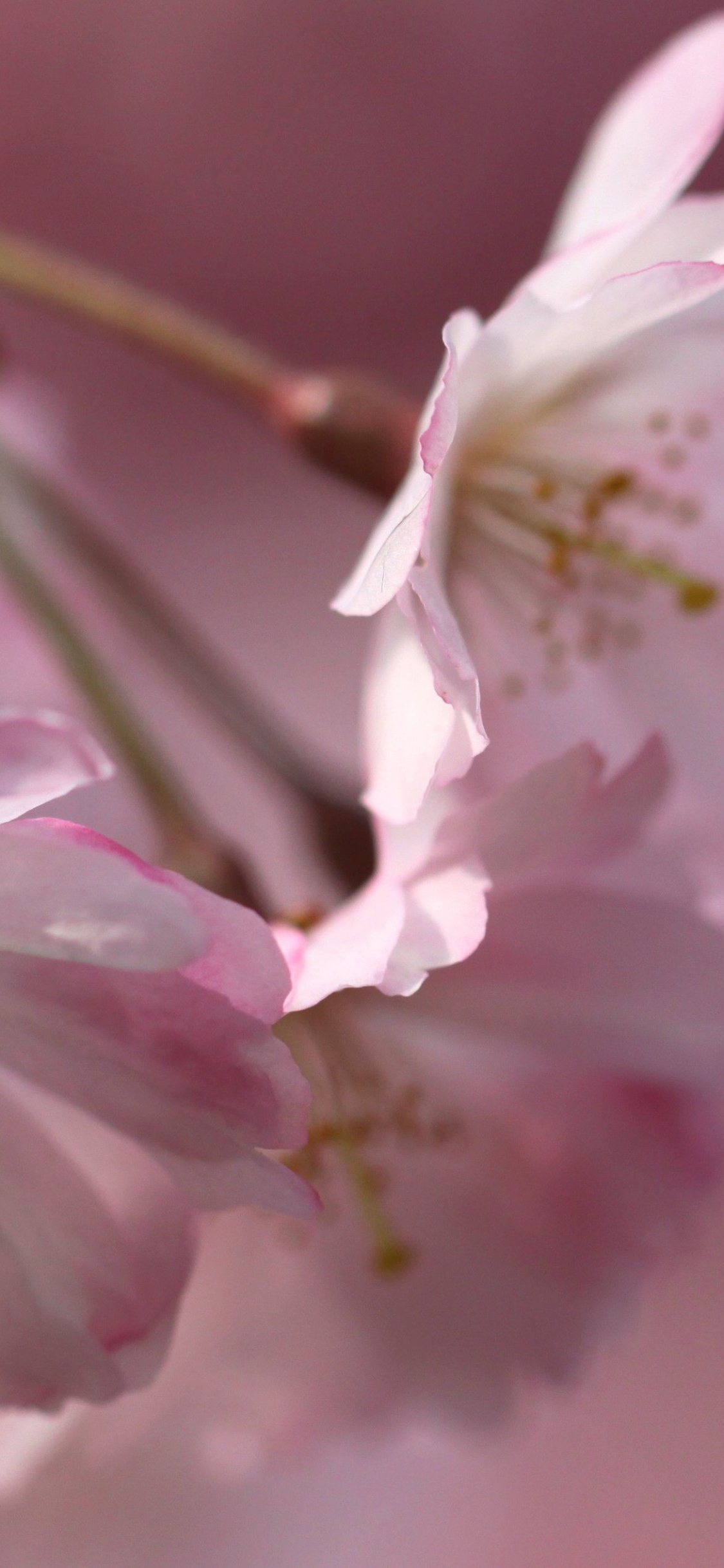 Flor de Cerezo Blanca y Rosa en Fotografía de Cerca. Wallpaper in 1125x2436 Resolution