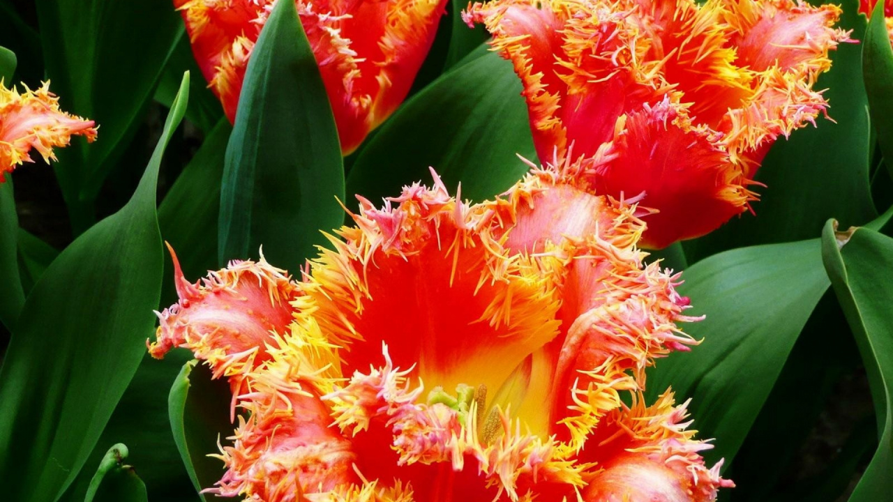 Red and Yellow Flower in Close up Photography. Wallpaper in 1280x720 Resolution