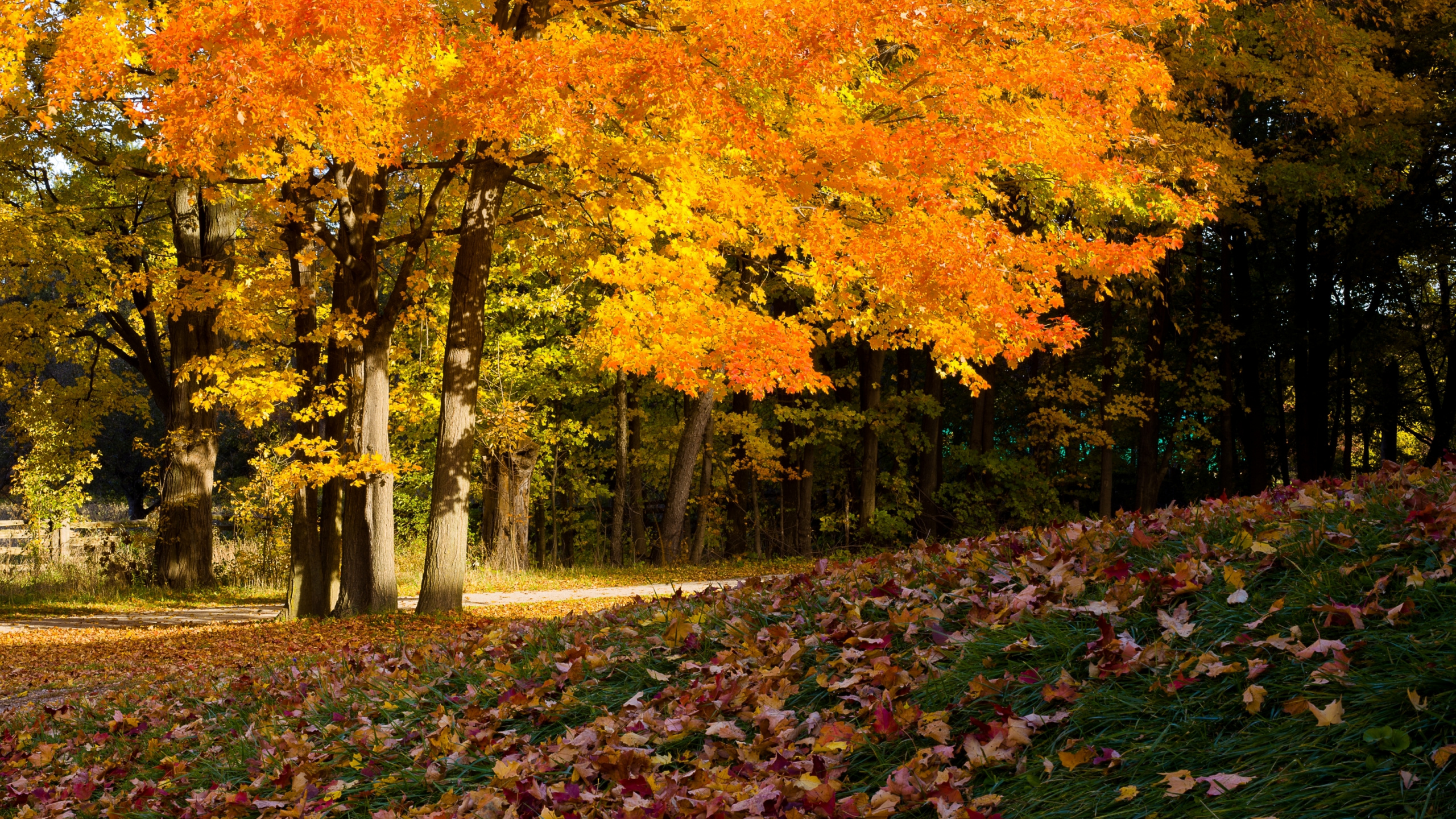 Feuilles Brunes et Jaunes au Sol. Wallpaper in 2560x1440 Resolution