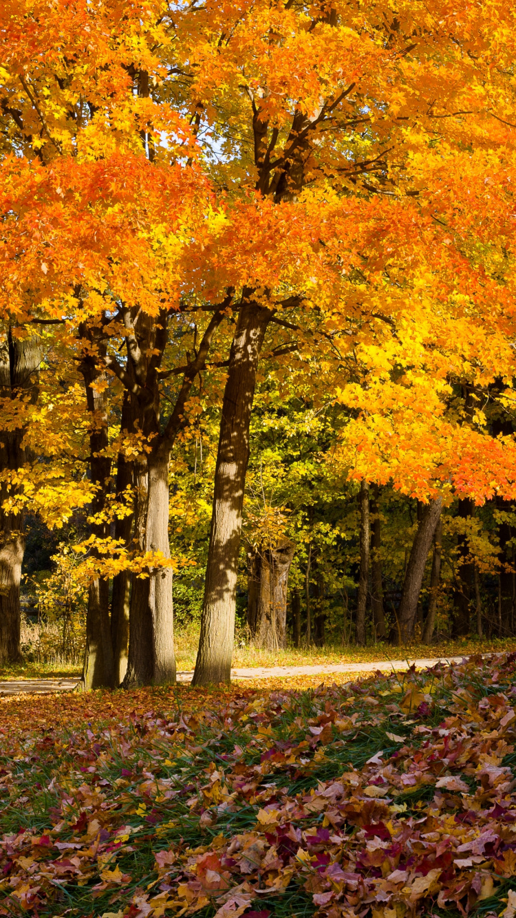 Feuilles Brunes et Jaunes au Sol. Wallpaper in 750x1334 Resolution